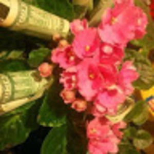 Meet your Posher, Sang kuy